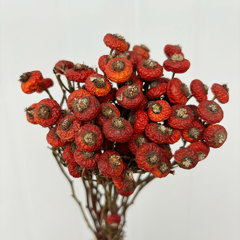 Eucalyptus Preserved - 10 stuks/bundel gedroogde rozenbottelbessen bloemen natuurlijke