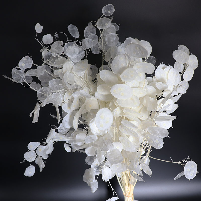 Eucalyptus Preserved - Geconserveerde Lunaria-bloemen voor bruiloftsarrangement, eucalyptusbladeren, echte