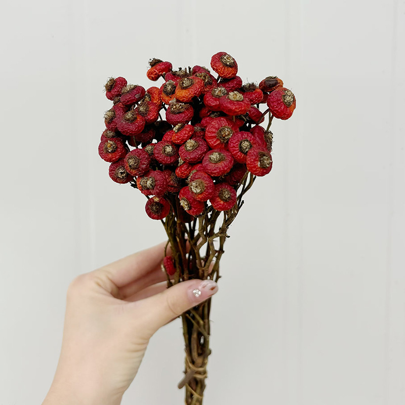 10 stuks/bundel gedroogde roze - Eucalyptus Preserved recensie en prijs