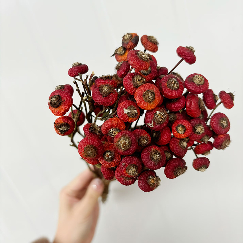 10 stuks/bundel gedroogde roze - Eucalyptus Preserved recensie en prijs