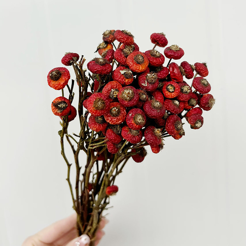 10 stuks/bundel gedroogde roze - Eucalyptus Preserved recensie en prijs